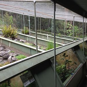 Native Reptiles exhibits