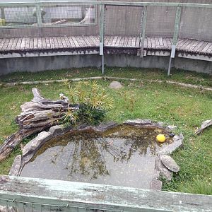 Florida Cooter exhibit