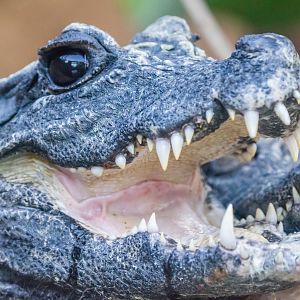 Dwarf Crocodile-Africa Rocks