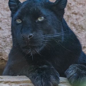 Melanistic Amur leopard-Africa Rocks