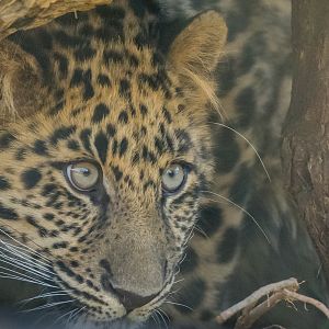 6 month old Amur leopard-Africa Rocks