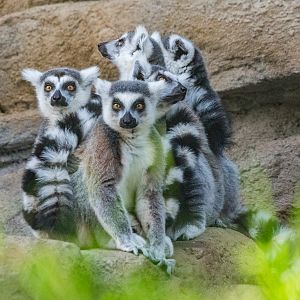 Ring-tailed lemurs-Africa Rocks