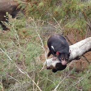 Tasmanian Devil
