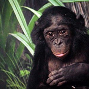 Dec. 2017 - Jungle Trails - Young Bonobo