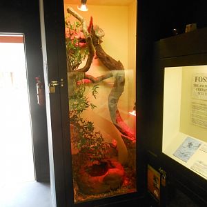Green Iguana enclosure