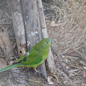Orange-bellied Parrot (Neophema chrysogaster)