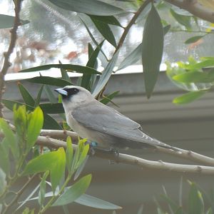 Black-faced Woodswallow (Artamus cinereus)