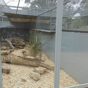 Mertens' Water Monitor exhibit