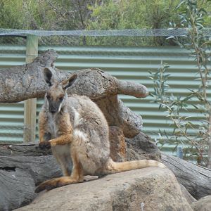 Yellow-footed Rock-wallaby (Petrogale xanthopus)