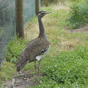 Australian Bustard (Ardeotis australis)