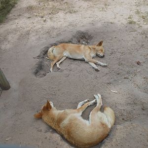 Dingo (Canis lupus dingo)