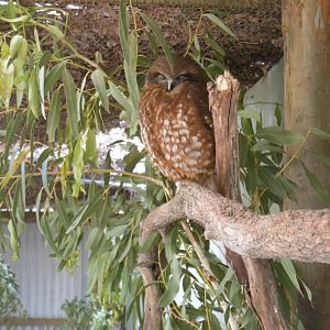 Southern Boobook (Ninox boobook)