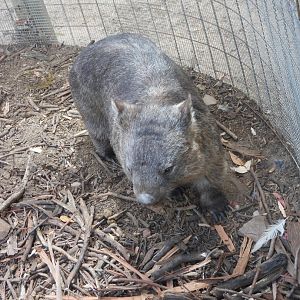 Common Wombat (Vombatus ursinus)