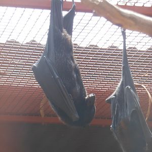 Black Flying-fox (Pteropus alecto)