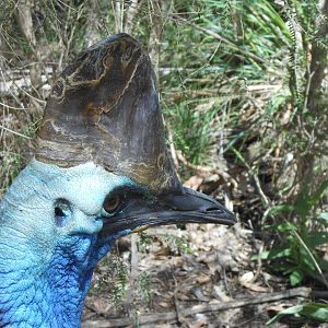 Southern Cassowary (Casuarius casuarius)