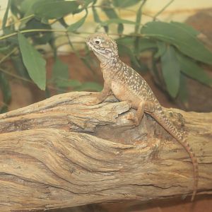 Central Netted Dragon (Ctenophorus nuchalis)