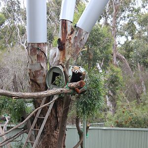 Red Panda (Ailurus fulgens)