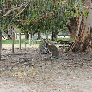 Red-necked Wallaby (Macropus rufogriseus)