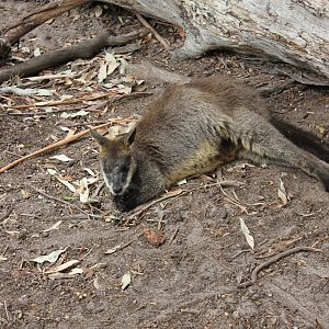 Swamp Wallaby (Wallabia bicolor)