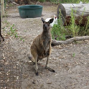 Kangaroo Island Kangaroo (Macropus fuliginosus fuliginosus)