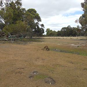 Kangaroo Island Kangaroo exhibit