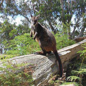 Brush-tailed Rock-wallaby (Petrogale penicillata)