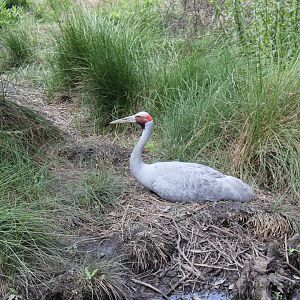 Brolga (Antigone rubicunda)