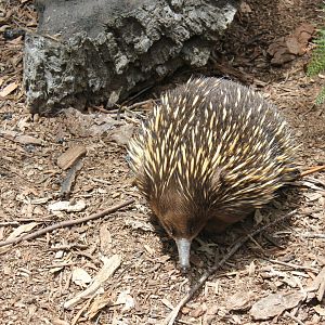 Short-beaked Echidna (Tachyglossus aculeatus)