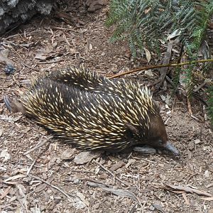 Short-beaked Echidna (Tachyglossus aculeatus)