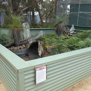 Short-beaked Echidna exhibit