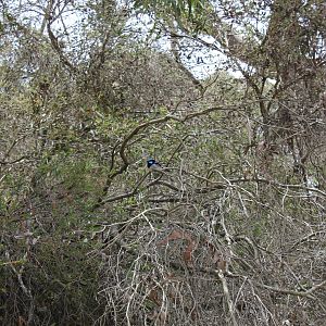 Superb Fairywren (Malurus cyaneus)
