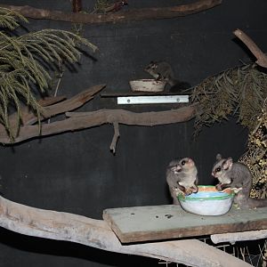 Sugar Glider (Petaurus breviceps)