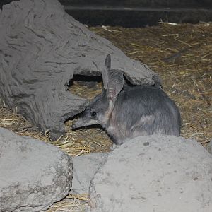 Greater Bilby (Macrotis lagotis)