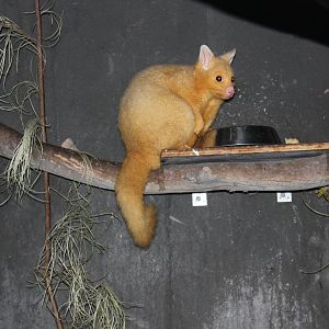 Golden Brushtail Possum (Trichosurus vulpecula)