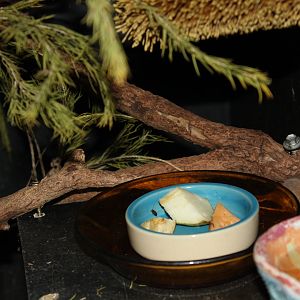 Feathertail Glider (Acrobates pygmaeus)