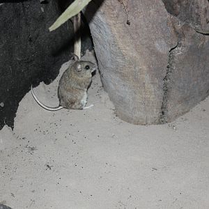 Plains Rat (Pseudomys australis)