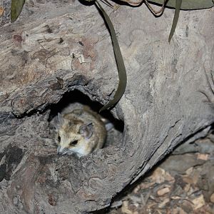 Fat-tailed Dunnart (Sminthopsis crassicaudata)