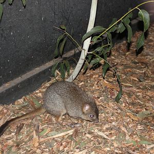 Brush-tailed Bettong (Bettongia penicillata)