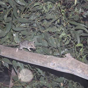Red-tailed Phascogale (Phascogale calura)