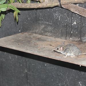 Red-tailed Phascogale (Phascogale calura)