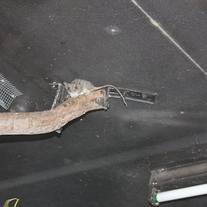 Red-tailed Phascogale (Phascogale calura)