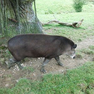 Beautiful tapirs
