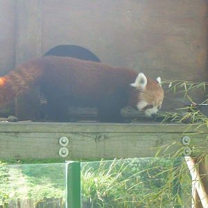 Rufina the Red Panda