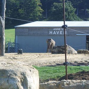 Anne The Asian Elephant