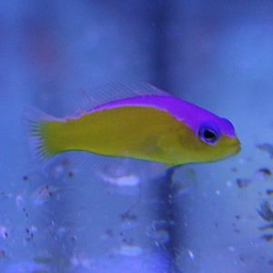 Pictichromis diadema