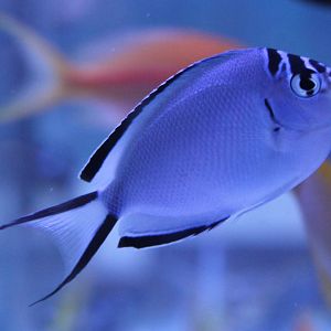 Watanabe's angelfish - Female - Genicanthus watanabei