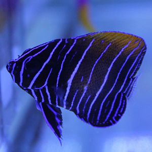 Majestic angelfish - Pomacanthus navarchus