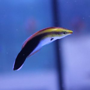 Blackspot cleaner wrasse - Labroides pectoralis
