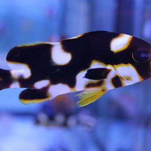 Oriental sweetlips - Plectorhinchus orientalis