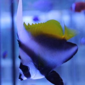 Singular bannerfish - Heniochus singularis